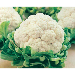 Cauliflower, 1 Head